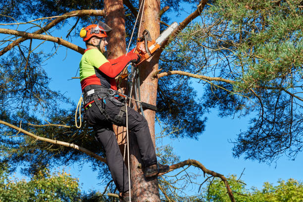 Tree Felling